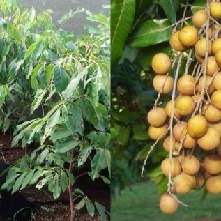 Bibit Kelengkeng Kristalin 2 | Kelengkeng Itoh super murah di Jawa Tengah