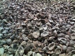 Jual Bahan Bakar Pengganti Cangkang Kemiri