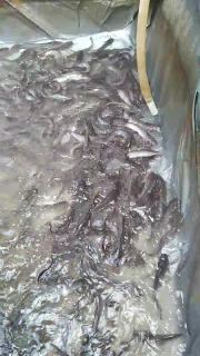 ikan lele siap konsumsi