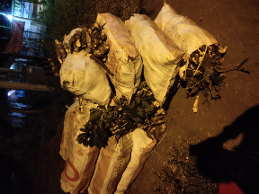 jual singkong kuning