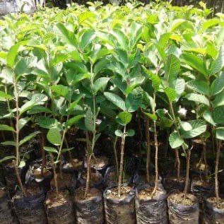 Bibit Jambu Kristal (Psidium Guajava)