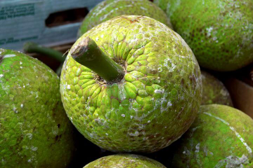 buah sukun segar