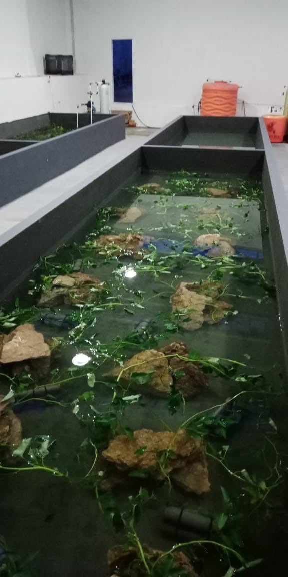 Jual Lobster Mojokerto - Reza Farm Mojokerto
