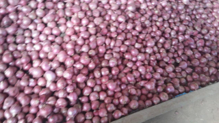 bawang merah balikaret