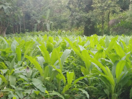 di jual kunyit kualitas bagus segera