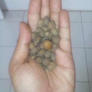 Benih Kesambi (Schleichera oleosa)