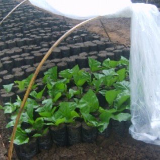 Plastik Sungkup Harga Ekonomis & Kualitas OK