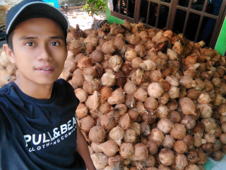 jual kelapa tua kualitas terbaik.