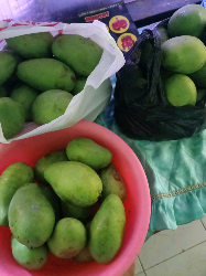 mangga,jeruk,jambu,alpukat