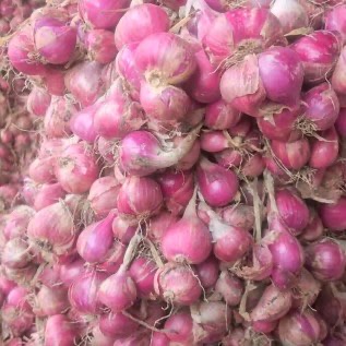 Jual Bawang merah Probolinggo