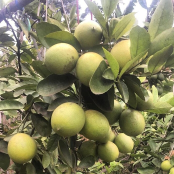 dijual lemon california lokal