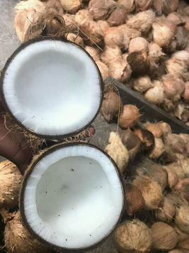 Kelapa Tua