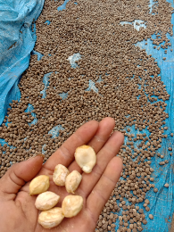 kemiri