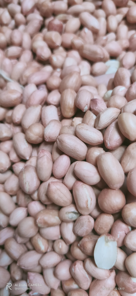 kacang tanah ose india 80 90