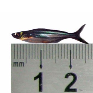 BENIH BIBIT IKAN PATIN BOGOR