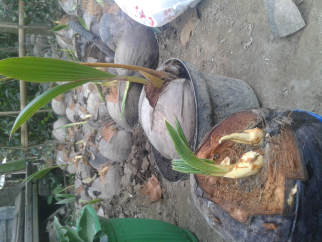 menjual bibit kelapa berbagai jenis