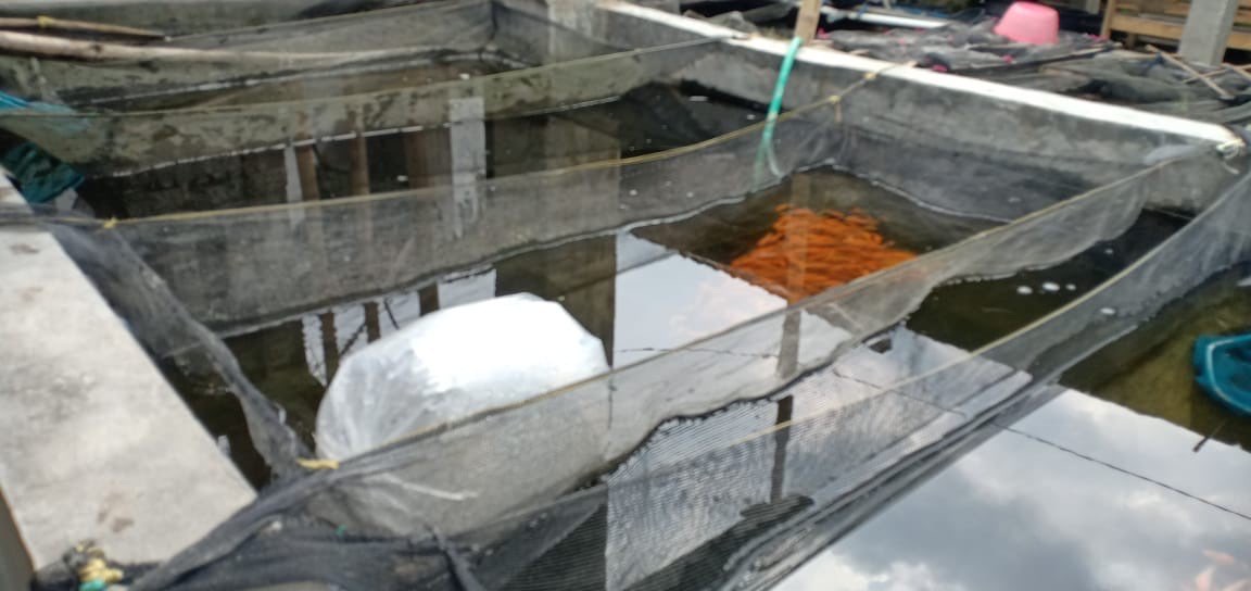 jual Bibit Lele di Malang Harga Start 100-an/Ekor