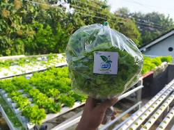 selada keriting / batavia lettuce