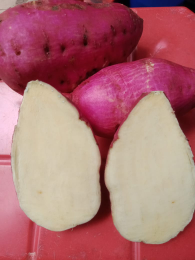 initanaman pangan
