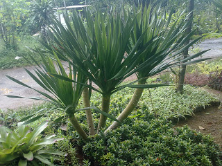 jual pohon palem jepang 