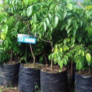 Bibit Belimbing Jumbo dan Bibit Belimbing Madu Dewi
