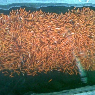 Bibit ikan Mas