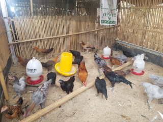 ayam kampung