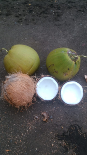 Kelapa A.B