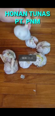 bawang putih honan