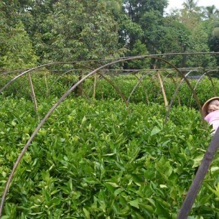 Pusat Bibit Jeruk Siam Banjar/Siam Manis Bersertifikat dan Berlabel Biru 
