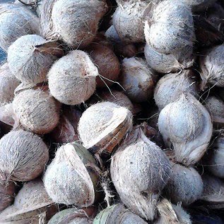 jual kelapa tua