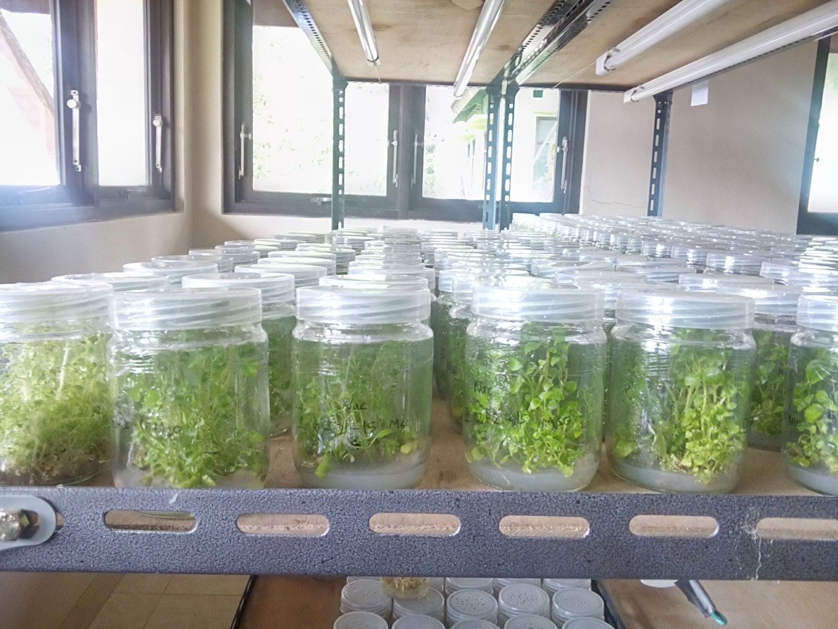 Laboratorium Kultur Jaringan Tanaman