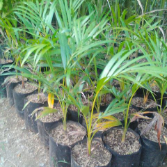 jual bibit palem kuning