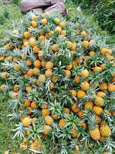 nanas madu pemalang