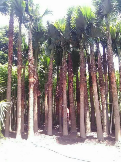 jual pohon palem sadeng