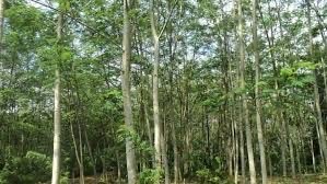 Jual kayu Sengon diameter (30-40) masih dalam bentuk pohon, harga nego