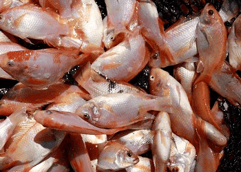 ikan nila merah murah