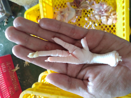Jual Ceker