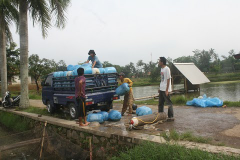 jual ikan mas kualitas segar,melayani pesan antar wilayah jabodetabek partai besar maupun kecil