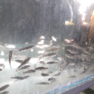 Ikan Hias Terapi Garrarufa (Spa)
