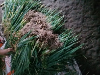 DAUN BAWANG