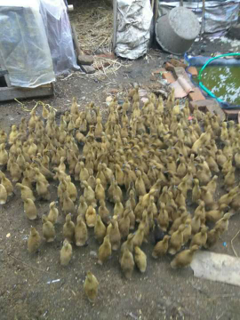Jual bibit bebek petelur