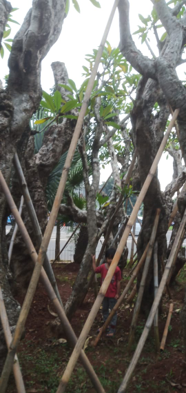 jual pohon kamboja fosil 