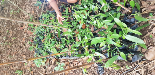 Jual bibit Vanili