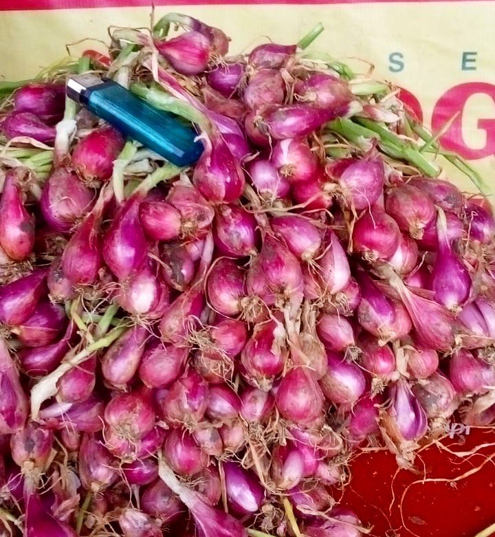 BAWANG MERAH ASLI BREBES