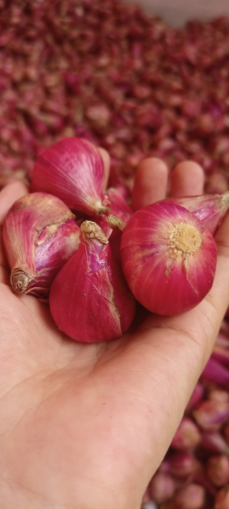 Bawang Merah