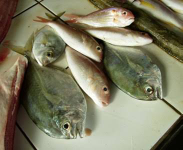 ikan laut