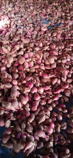 bawang merah