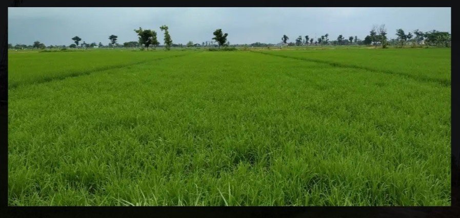 [TERMURAH] Jual Tanah Sawah Produktif di Siwal,Baki, Sukoharjo [ Rp850.000/m2]