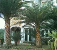 jual pohon palem kenari